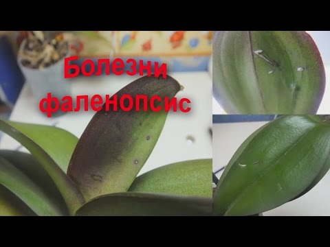 Kysymyksiä Phalaenopsis -orkideataudeista