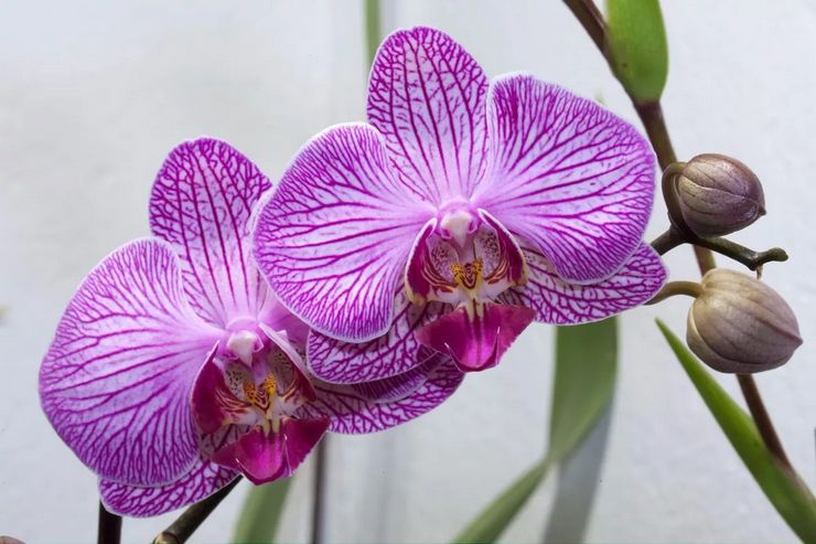 Phalaenopsis -orkidean kuvaus