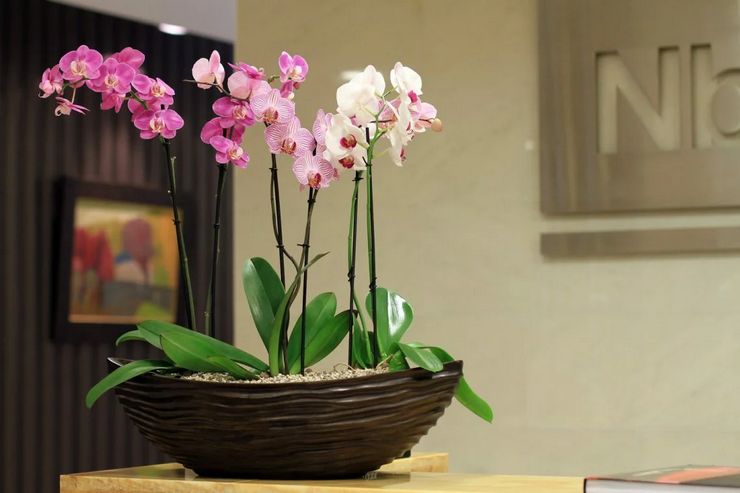 Phalaenopsis -orkidea