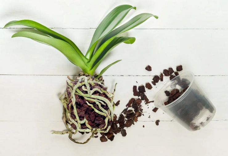 Phalaenopsis -elinsiirto