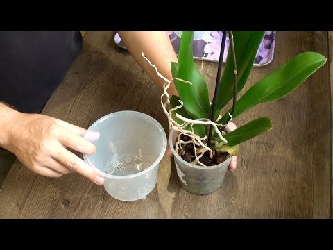 ORKIDIEN KÄÄNNÖS ERITTÄIN HELPPO // yksityiskohtainen video phalaenopsis -siirrosta