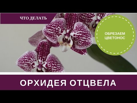 Ch Orkidea haalistui, mitä tehdä kannan ja hoidon kanssa✿