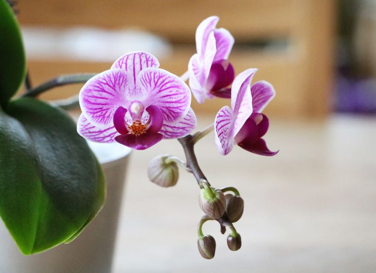 Phalaenopsis -orkidea
