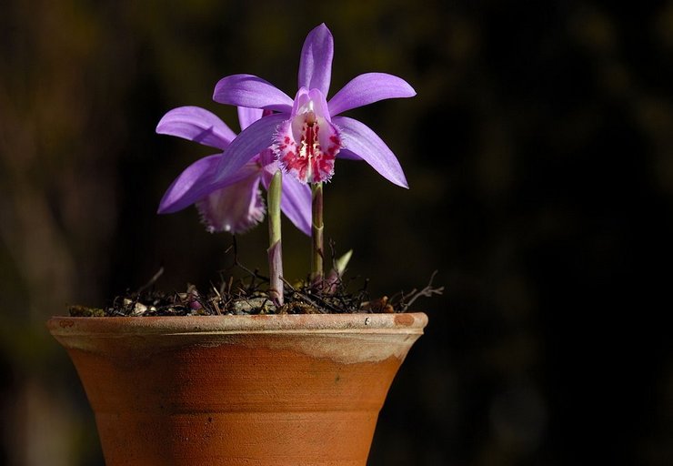 Kuvaus orkidea playone