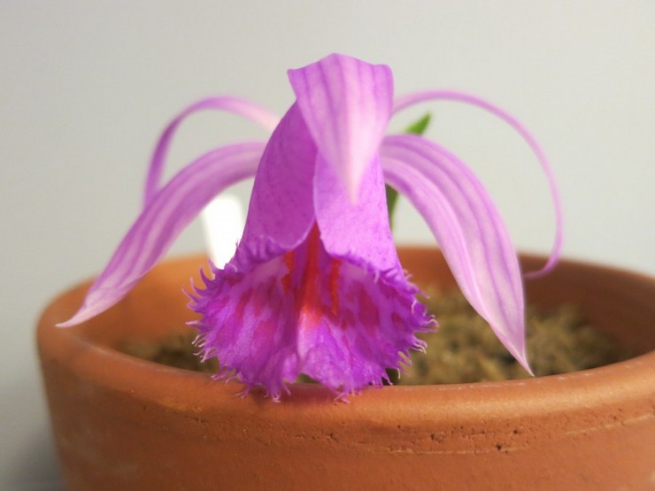 Orkidea on runsaasti kosteutettu