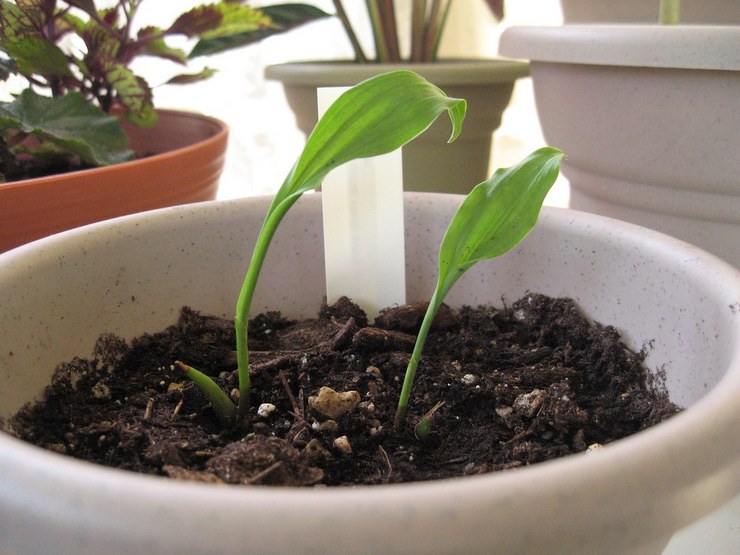 Leikkikentän kasvatusmenetelmät