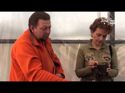 Orkideat Pleione -ikkunalaudalla ovat lumikelloja. Sivusto