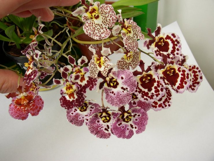 Tolumniaa kasvatetaan roikkuvissa istutuskasveissa tai ruukuissa