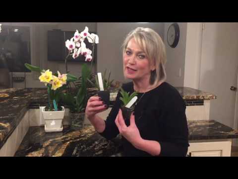 Tolumnia. Orkidean hoito, orkideansiirto. Tolumnia -orkidea.