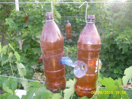 Folkemedicin i kampen mod hvepse