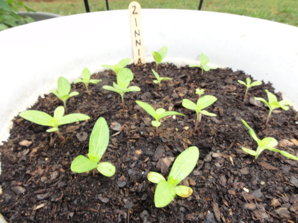 كيفية زراعة زهور الزينية