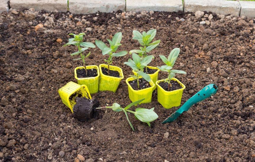 كيفية زراعة زهور الزينية