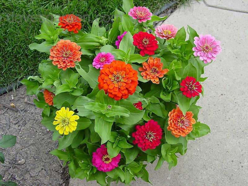 كيفية زراعة زهور الزينية