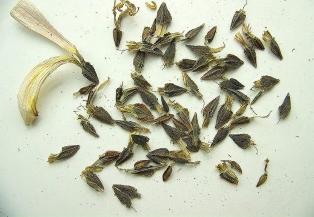 كيفية زراعة زهور الزينية