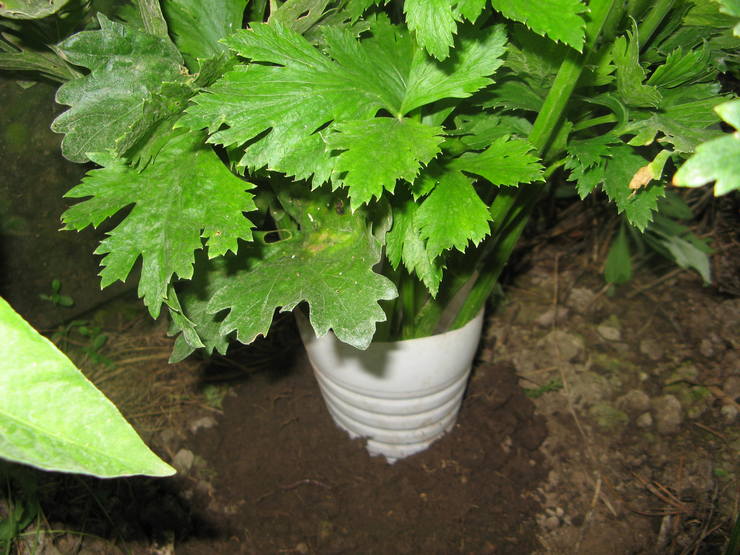 تبيض الكرفس المطارد