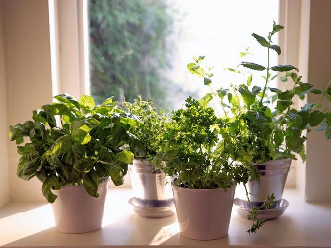 Individuelle vækstbetingelser for hver grøntsagsafgrøde