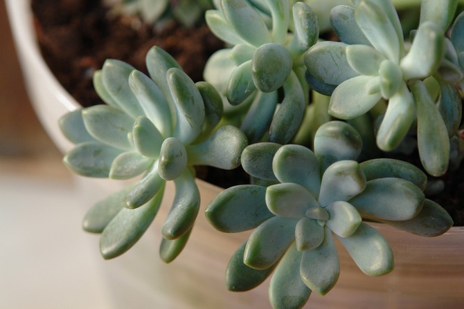 Det er ikke nødvendigt yderligere at befugte luften omkring planten.