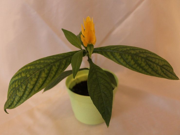 Reproduktion af pachistachis