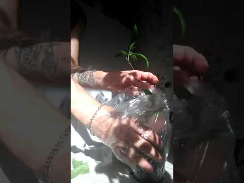 Pachystachis stiklinger