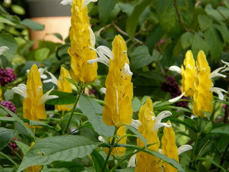 Sygdomme og skadedyr i pachystachis