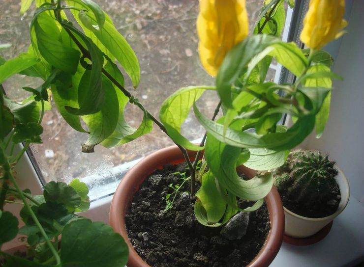 Mulige vanskeligheder med at dyrke pachistachis