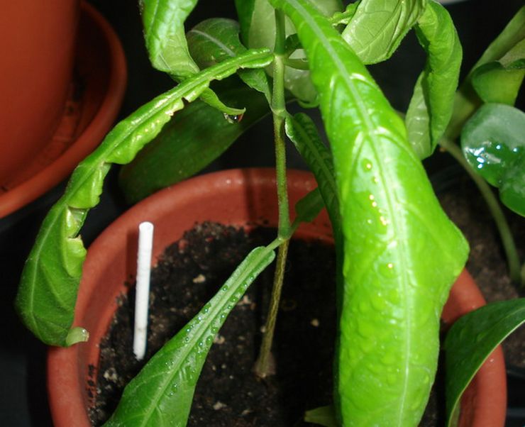 Pachystachis skadedyr