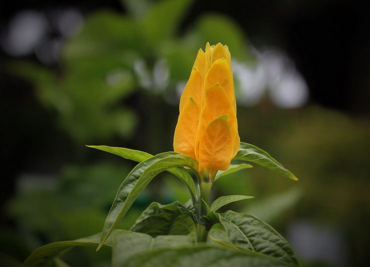 Beskrivelse af pachistachis