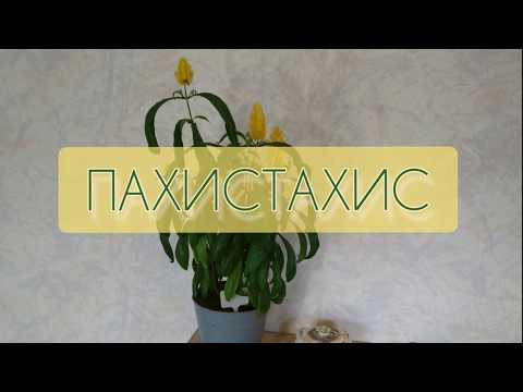 Pachistachis. Indendørs eksotisk og kræsen