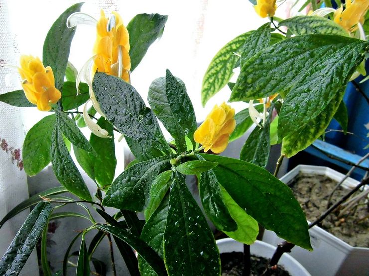 Pachistachis vandingstilstand