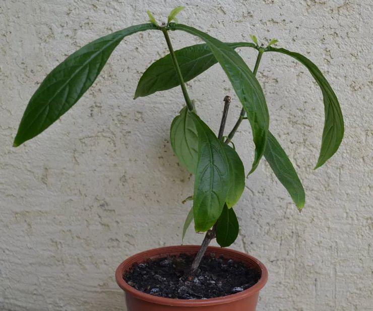 Topdressing af pachistachis