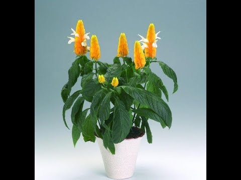 177. Magiske Pachistakis -