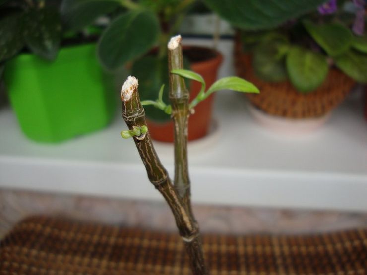 Beskæring af pachystachis