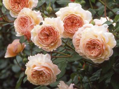 Park ruusut lajikkeita ja kuvia Park Roses kuva nimillä. Mikä on parempi valita kesäasunnolle