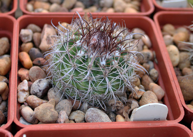 Paródia na reprodukciu