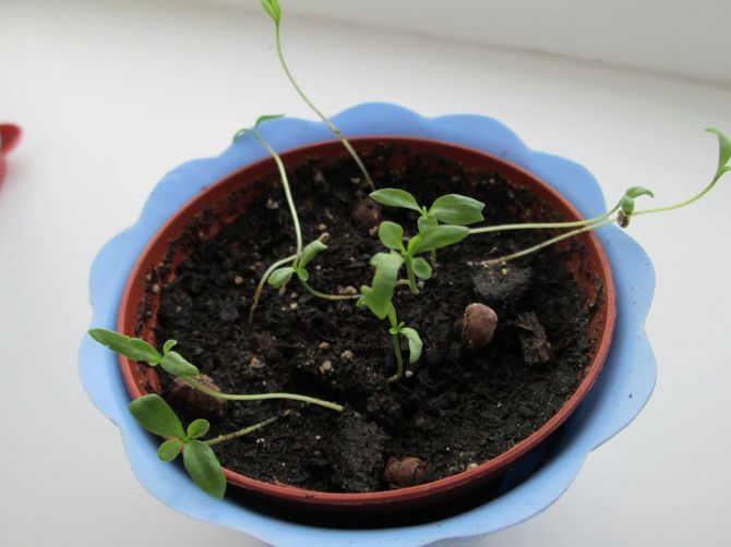 استنساخ الباذنجان الداخلي