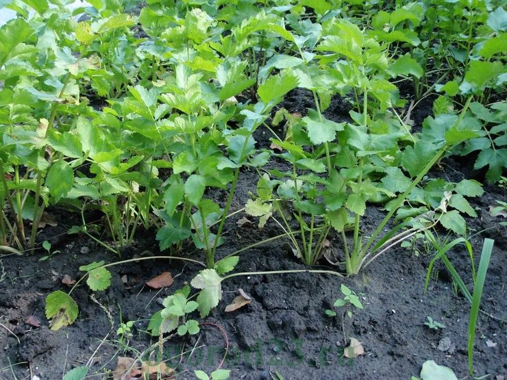 Starostlivosť o paštrnák