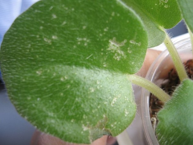 Ponúkame vám ľudové tipy, ktoré vám určite pomôžu zbaviť sa roztočov.