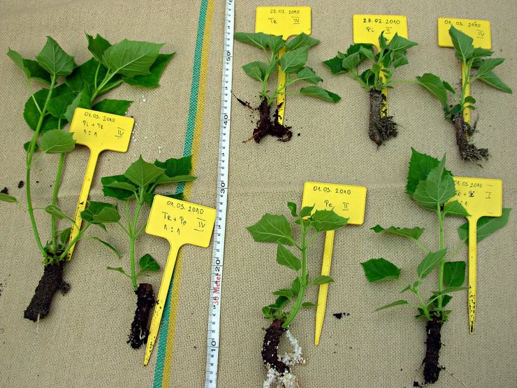 Paulownia stiklinger