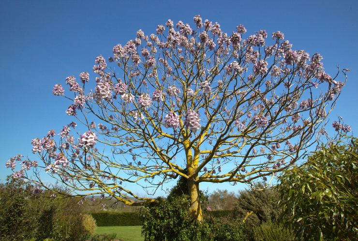 Paulownia følte