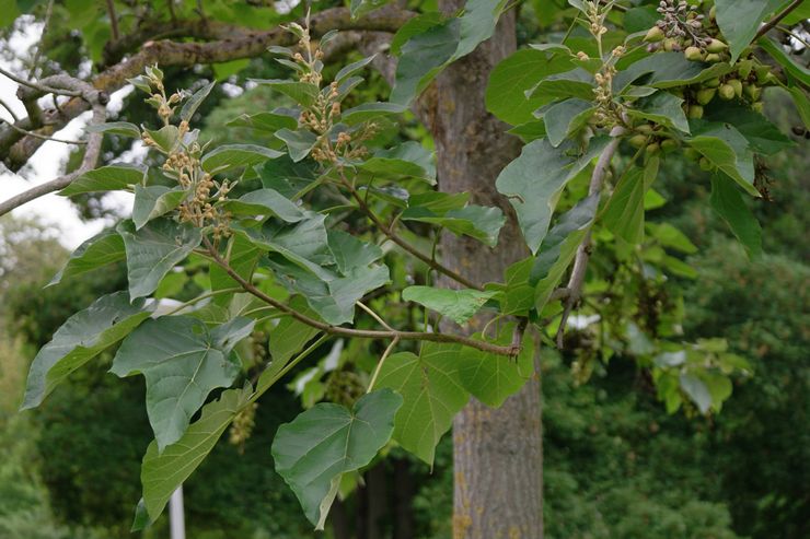 Fordele og anvendelser af paulownia