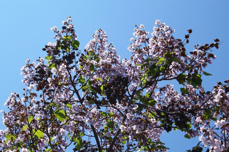 Paulownia blomstrer