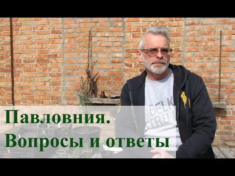 Paulownia. Spørgsmål og svar