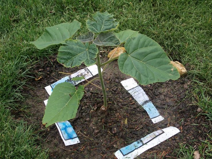 Plantning af paulownia i åbent terræn
