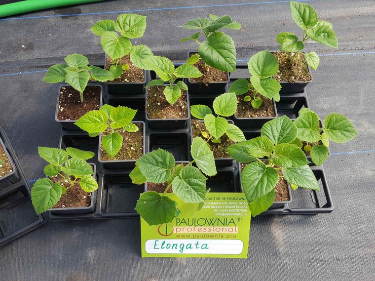 Voksende paulownia fra frø