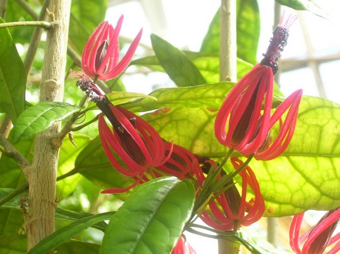 Høj luftfugtighed i rummet er meget vigtig for pavonia.