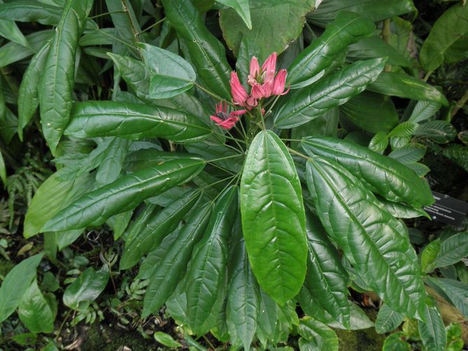 Det første lag i potten skal være et dræningsmateriale til indendørs blomster.