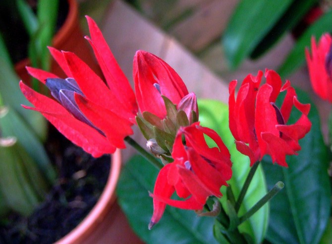 Reproduktion af pavonia