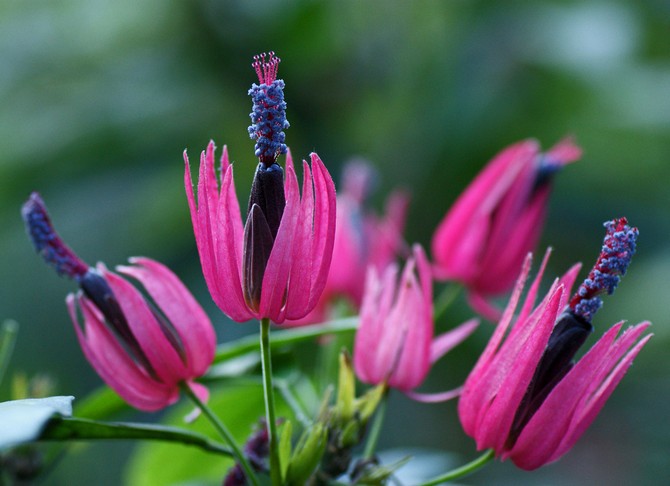 Pavonia - hjemmepleje. Dyrkning af pavonia, transplantation og reproduktion. Beskrivelse, typer. Foto