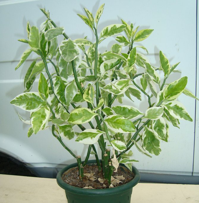 الرعاية المنزلية ل Pedilanthus