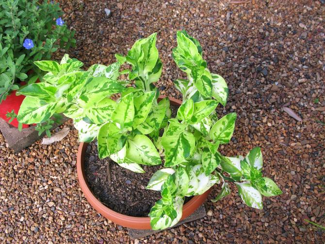 من السمات الإيجابية المهمة لهذا النبات الداخلي مدى تواضعه في رطوبة الهواء.